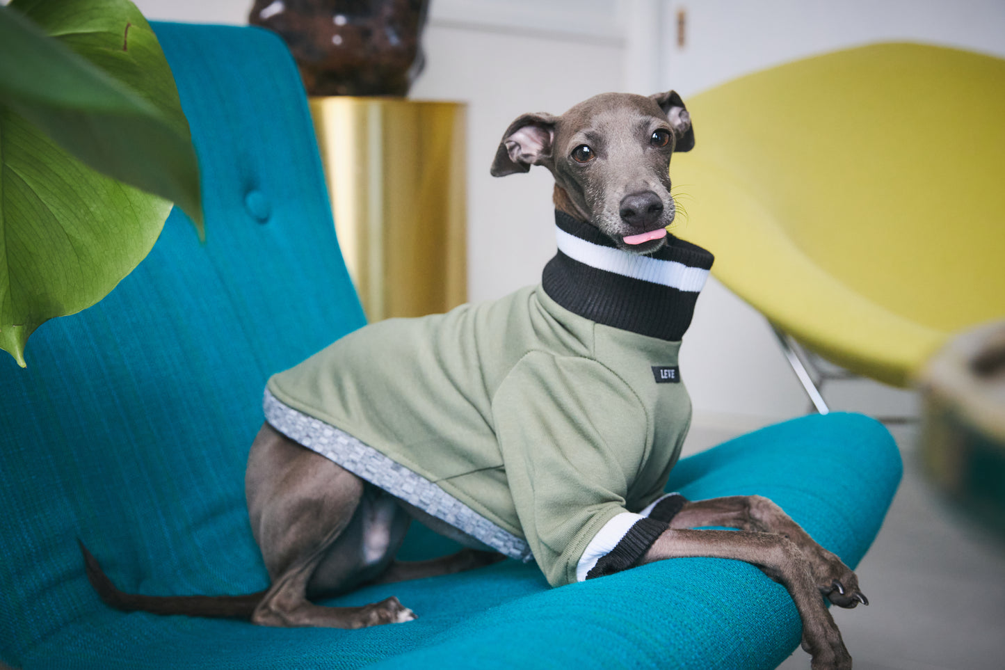 Ribbed Border Sweater -Olive