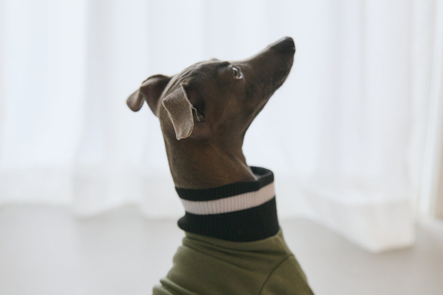 Ribbed Border Sweater -Olive