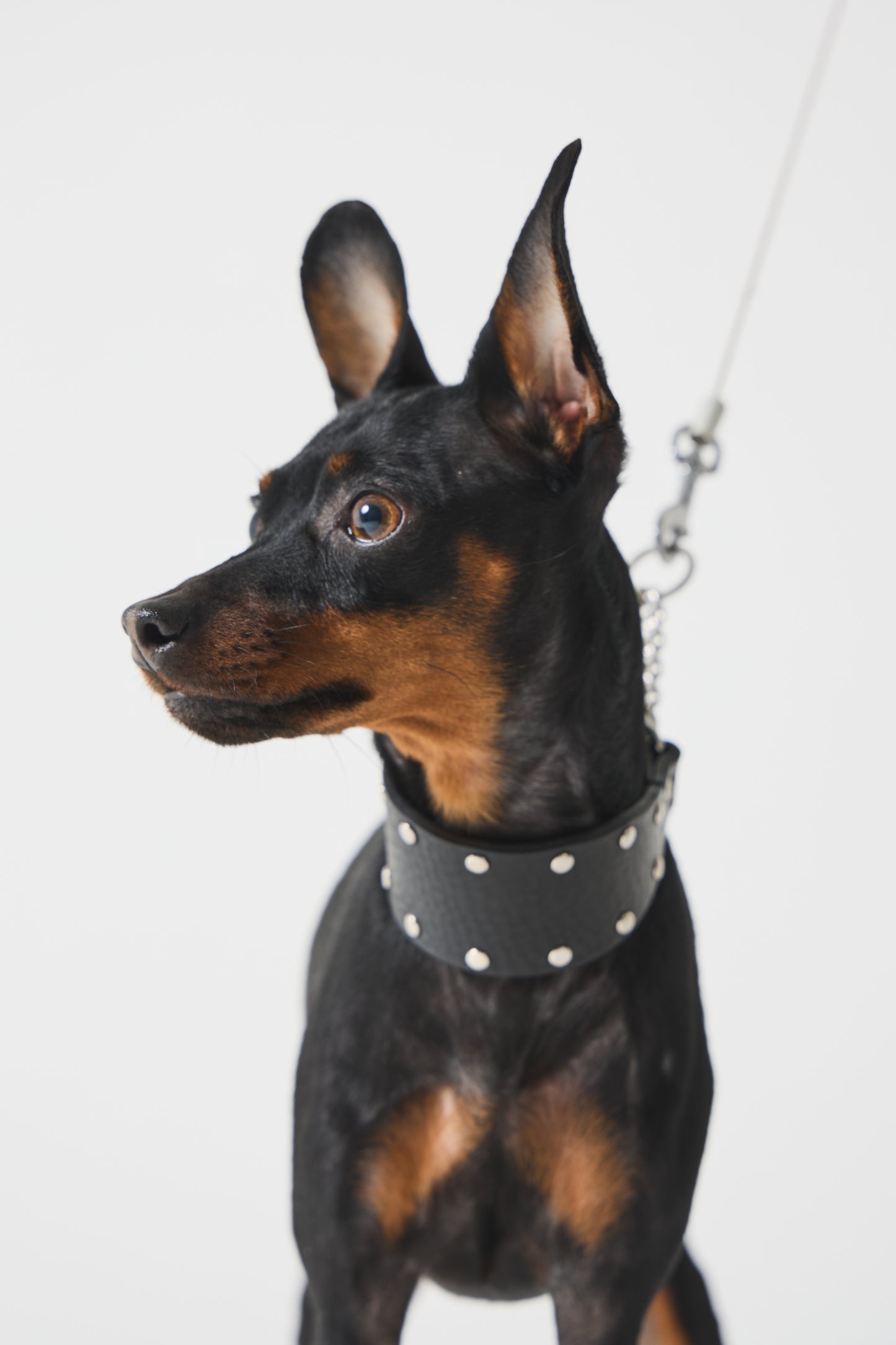 Leather Stud Half Choke -Black